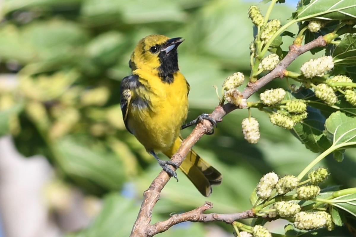 Orchard Oriole - ML94968311