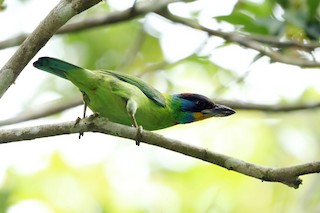  - Chinese Barbet