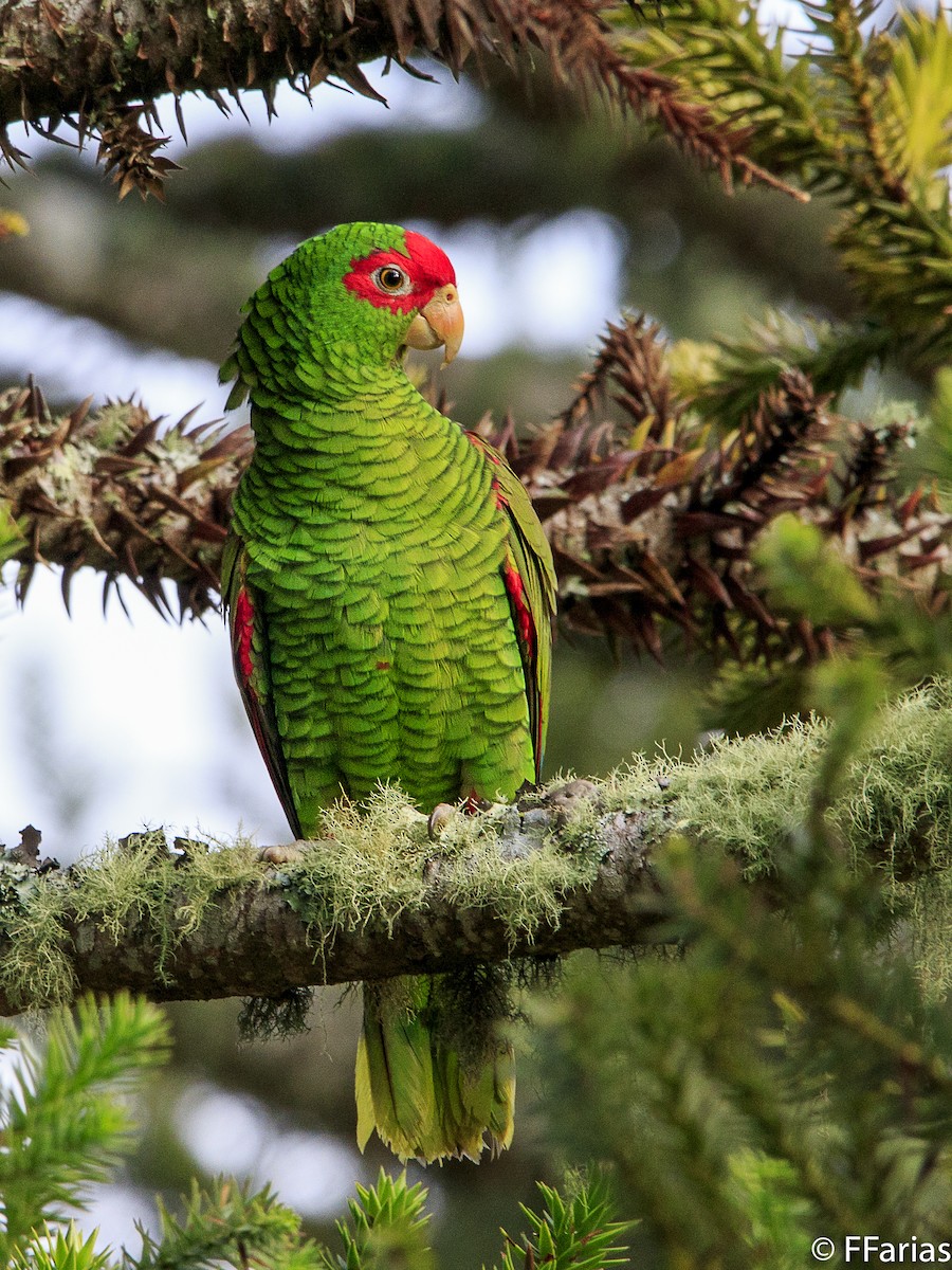 Red-spectacled Parrot - ML94969521
