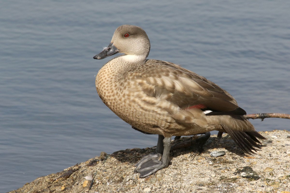 Crested Duck - ML94970701