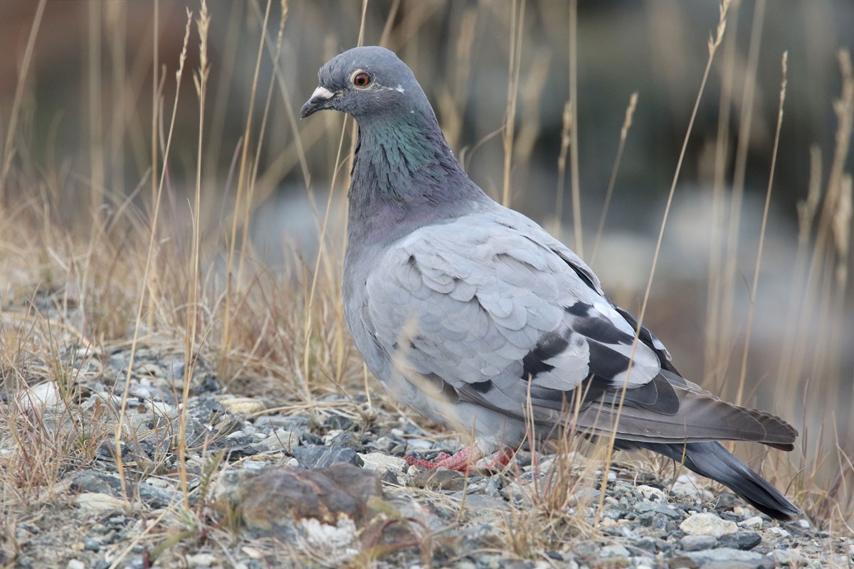 Rock Pigeon (Feral Pigeon) - Noah Strycker