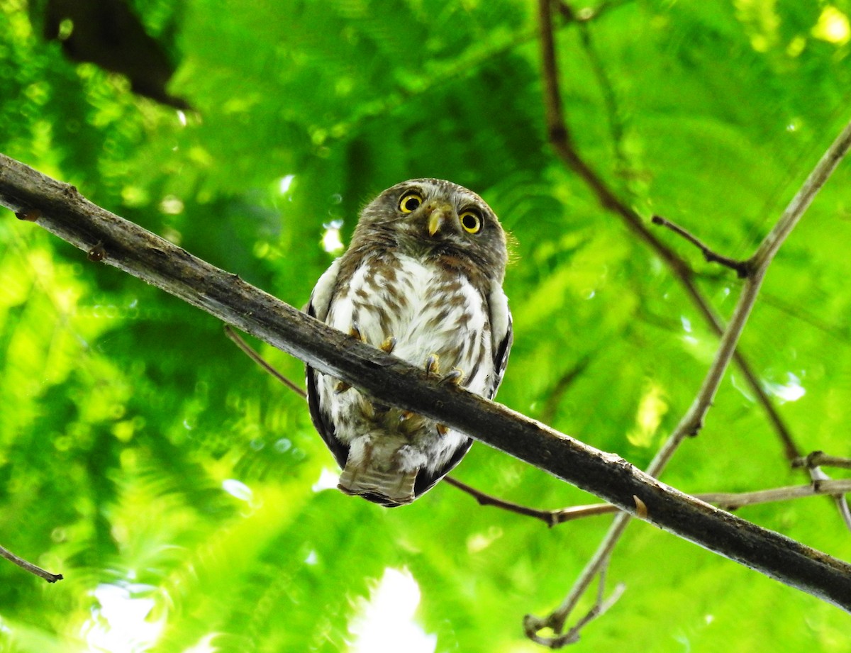 Ferruginous Pygmy-Owl - ML94971191
