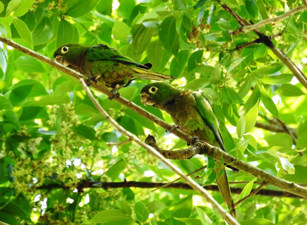 Olive-throated Parakeet - Francisco Dubón