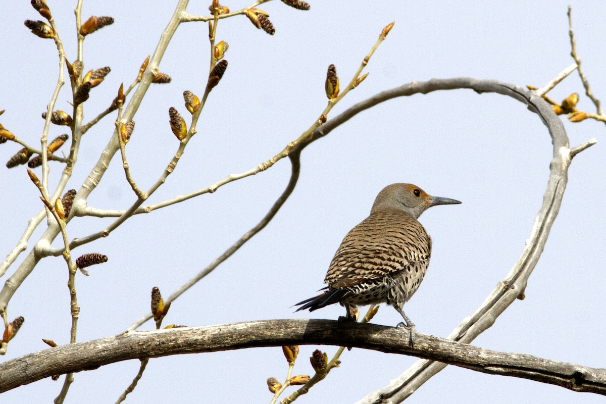 Northern Flicker (Red-shafted) - ML94971341