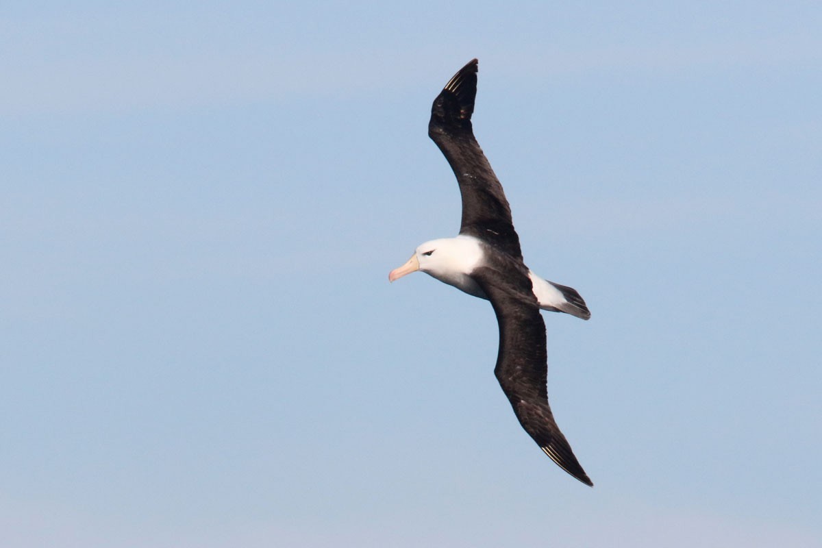 Black-browed Albatross - ML94972021