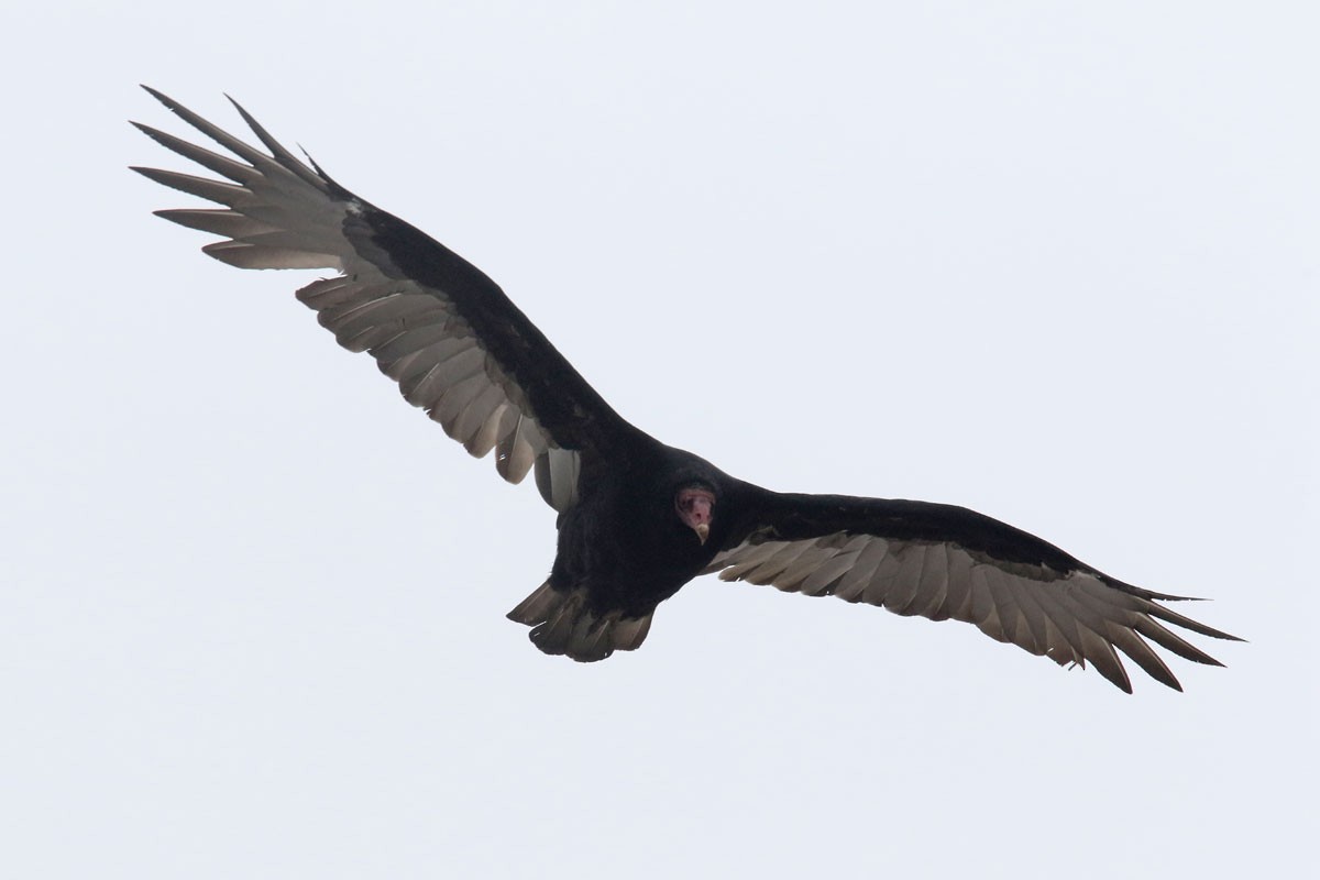 Turkey Vulture - ML94972231