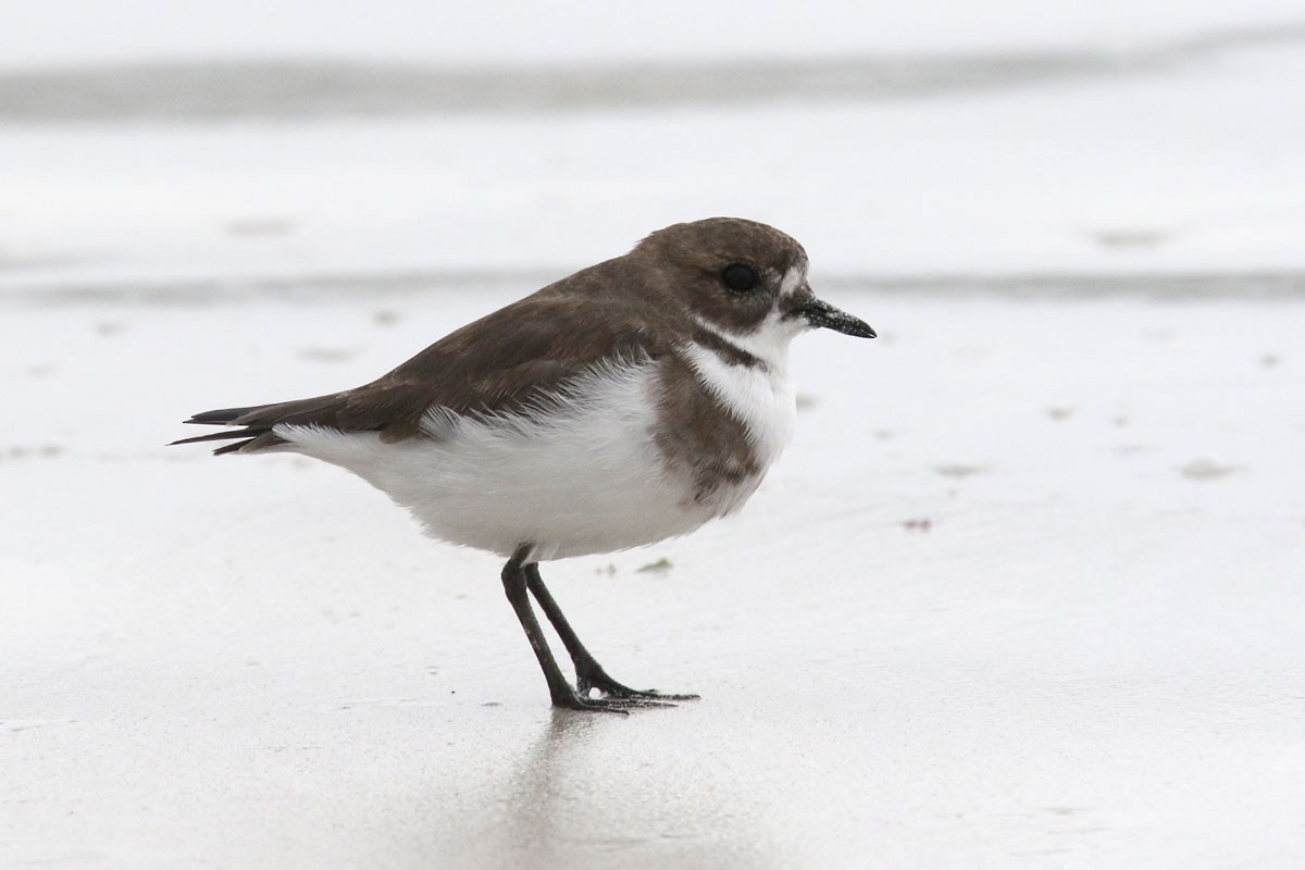 Two-banded Plover - ML94972261