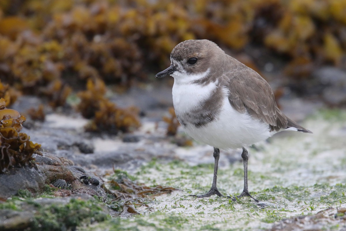 Two-banded Plover - ML94972271