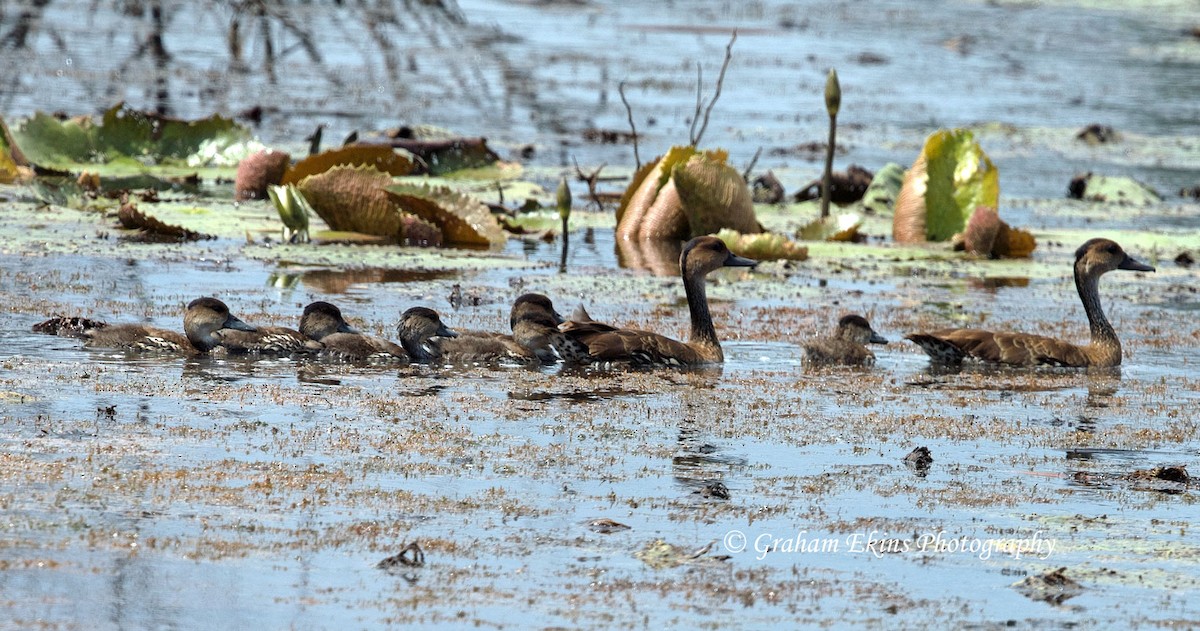 West Indian Whistling-Duck - ML94972311