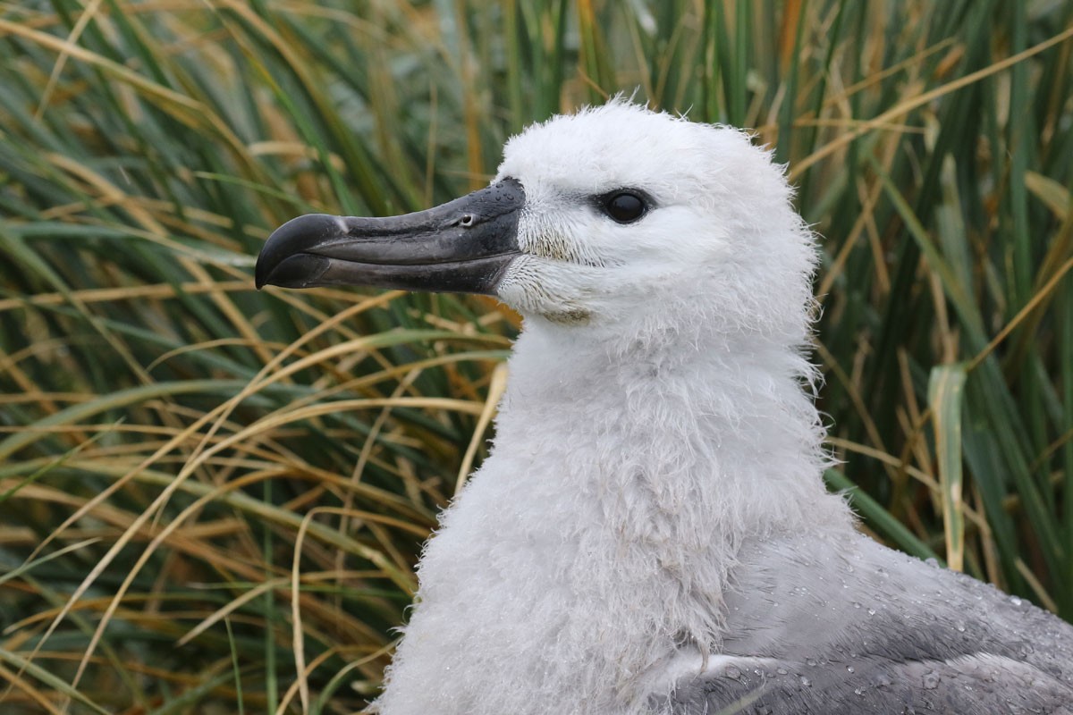 Albatros à sourcils noirs - ML94972741