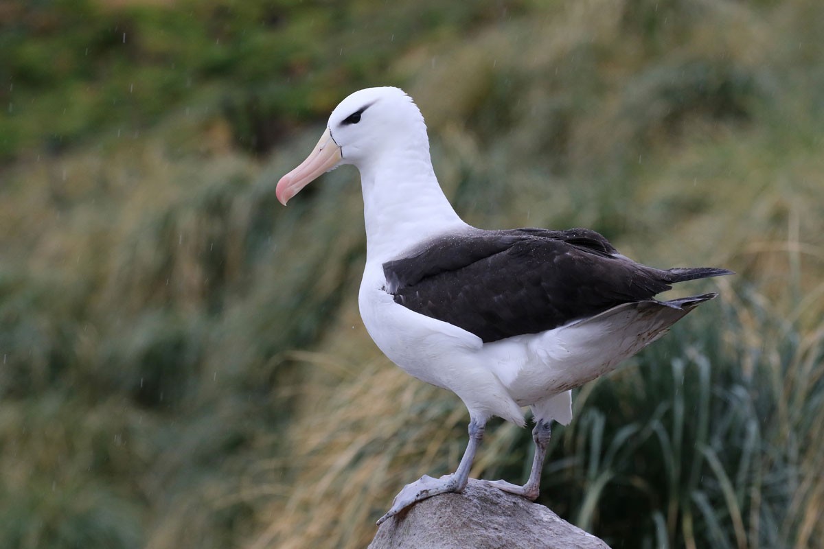 Black-browed Albatross - ML94972751