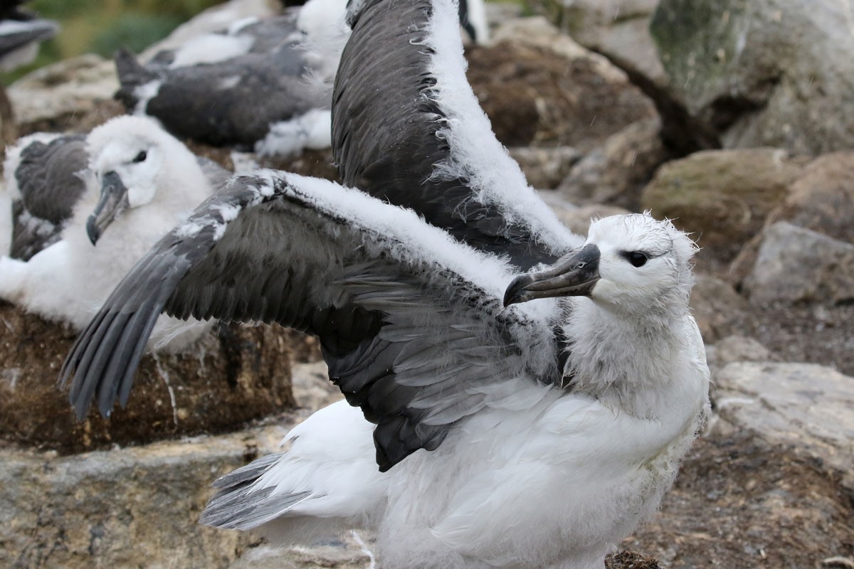 Albatros à sourcils noirs - ML94972761