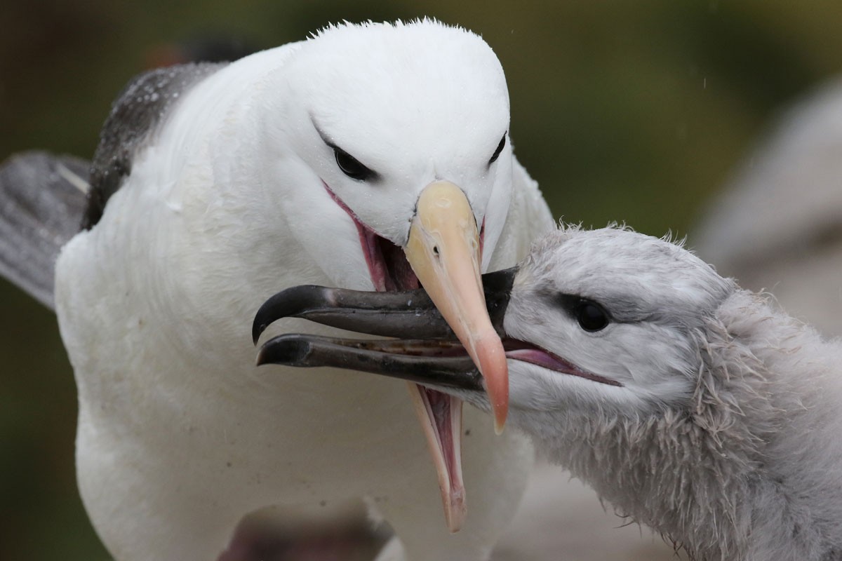 Albatros à sourcils noirs - ML94972781