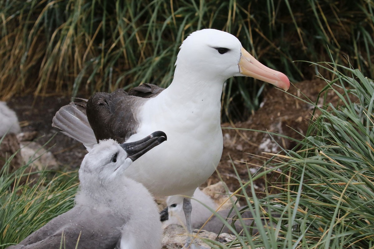 Black-browed Albatross - Noah Strycker