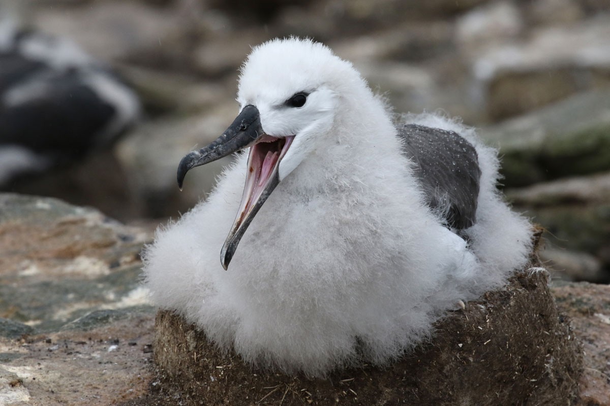 Albatros à sourcils noirs - ML94972821