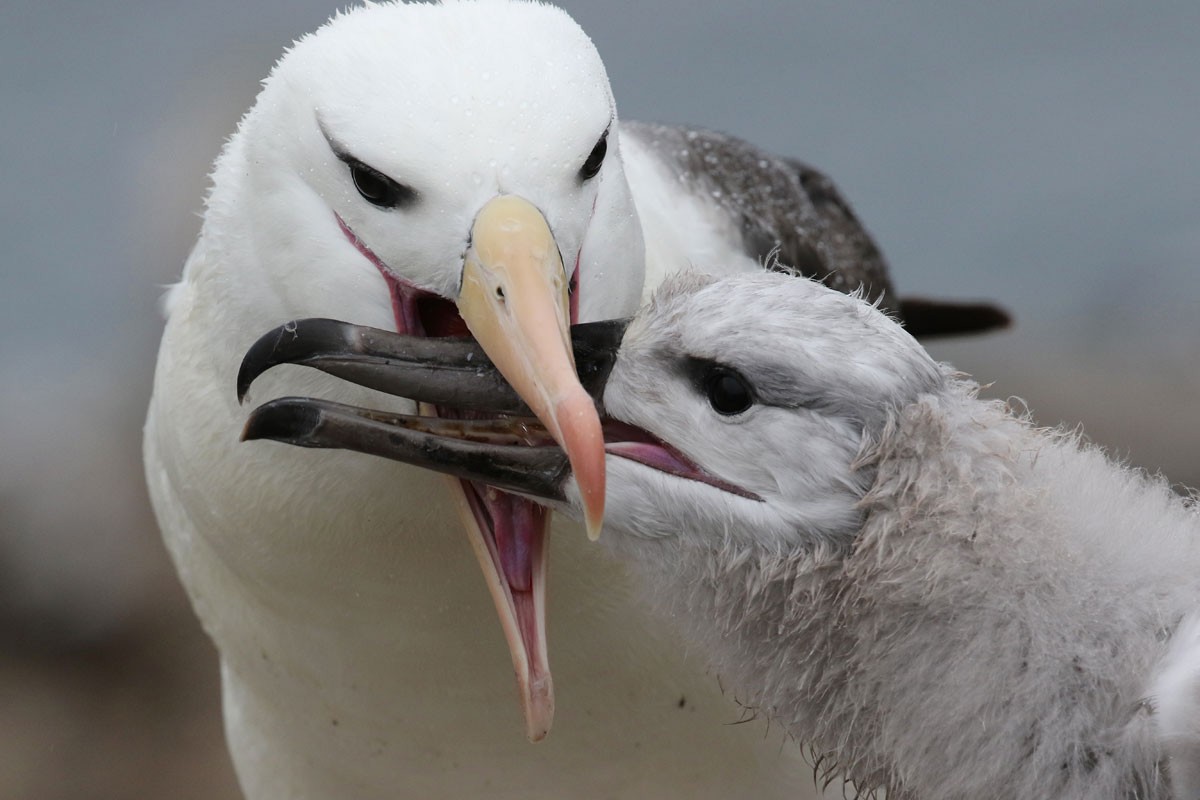 Black-browed Albatross - Noah Strycker
