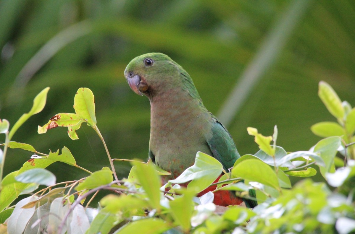 Australian King-Parrot - Magen Pettit