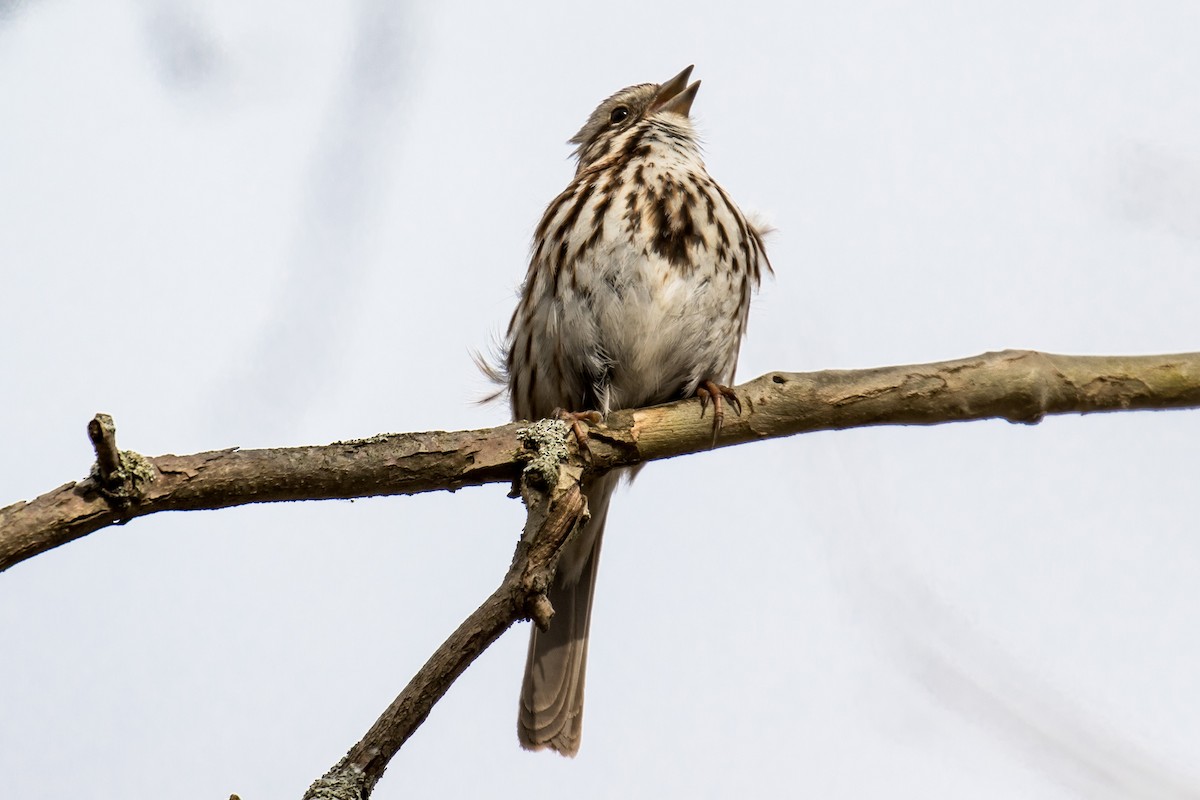 Song Sparrow - Chris S. Wood
