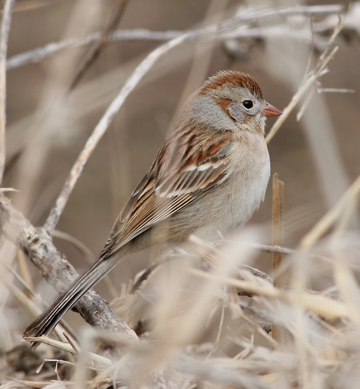 Field Sparrow - Jay Gilliam