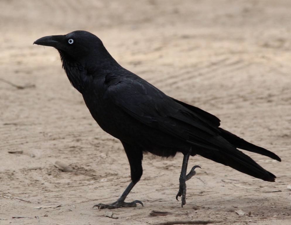 Torresian Crow - Magen Pettit