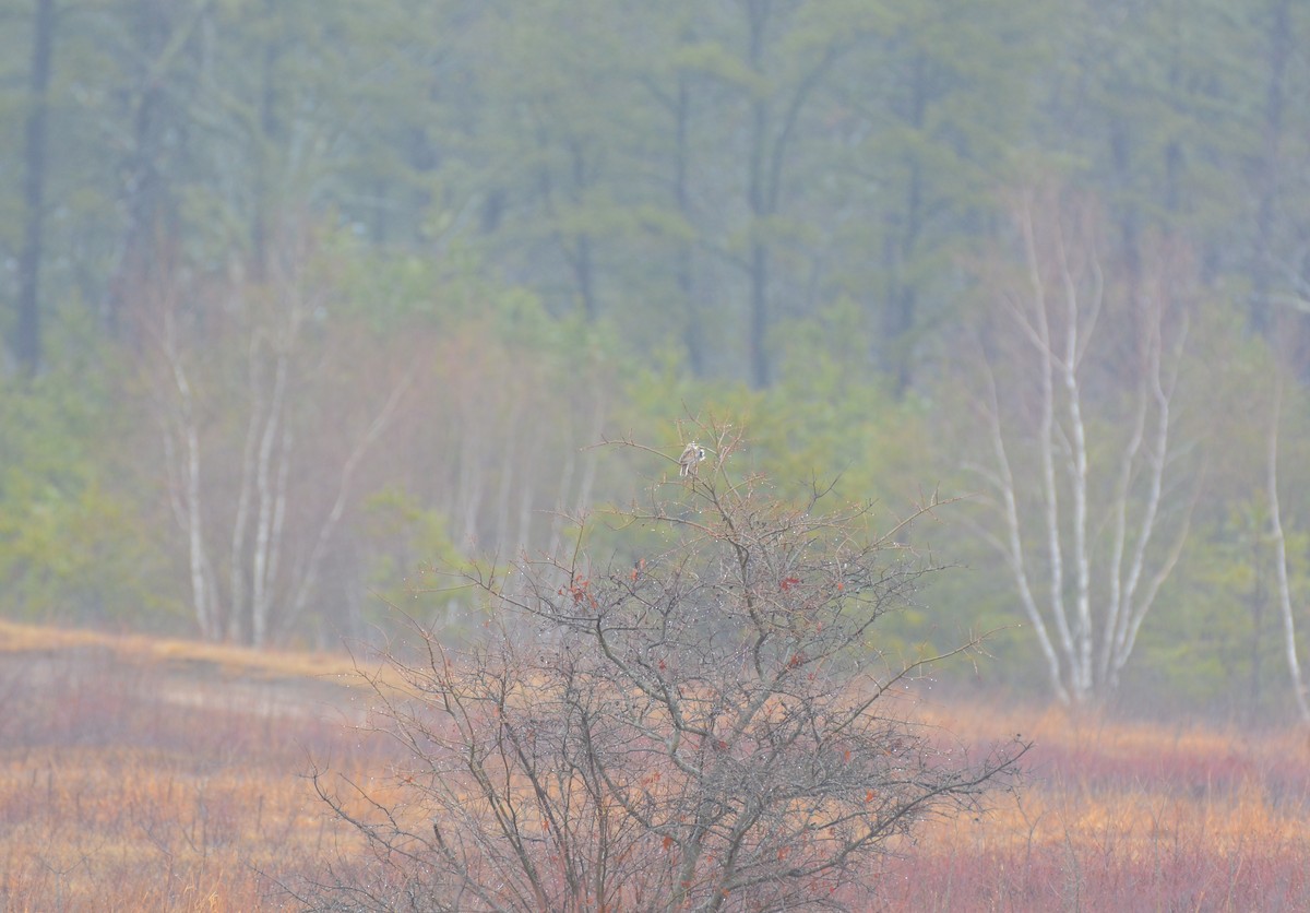Eastern Meadowlark - Richard Garrigus