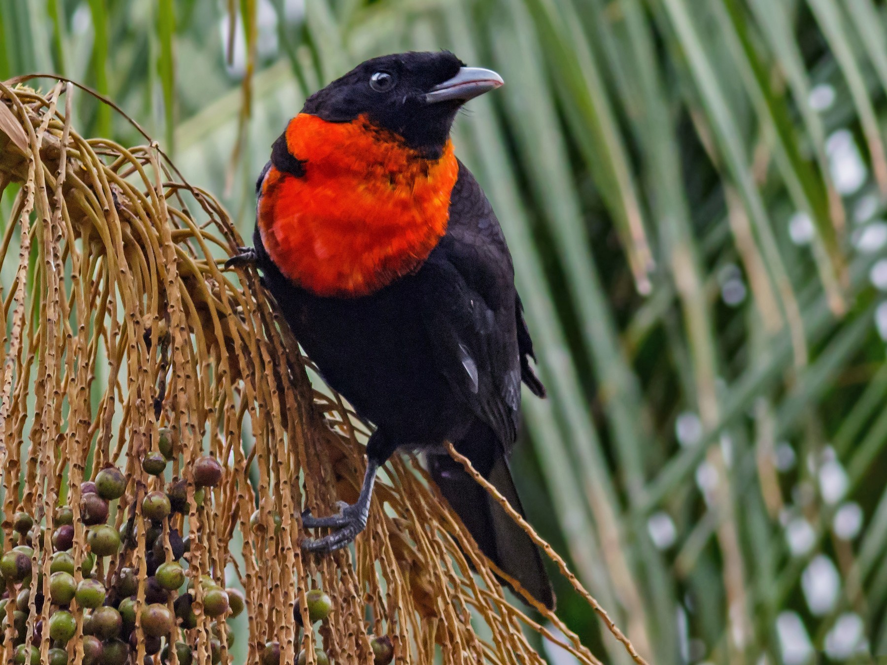 Red-ruffed Fruitcrow - Kacau Oliveira