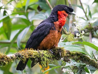 Red-ruffed Fruitcrow - eBird