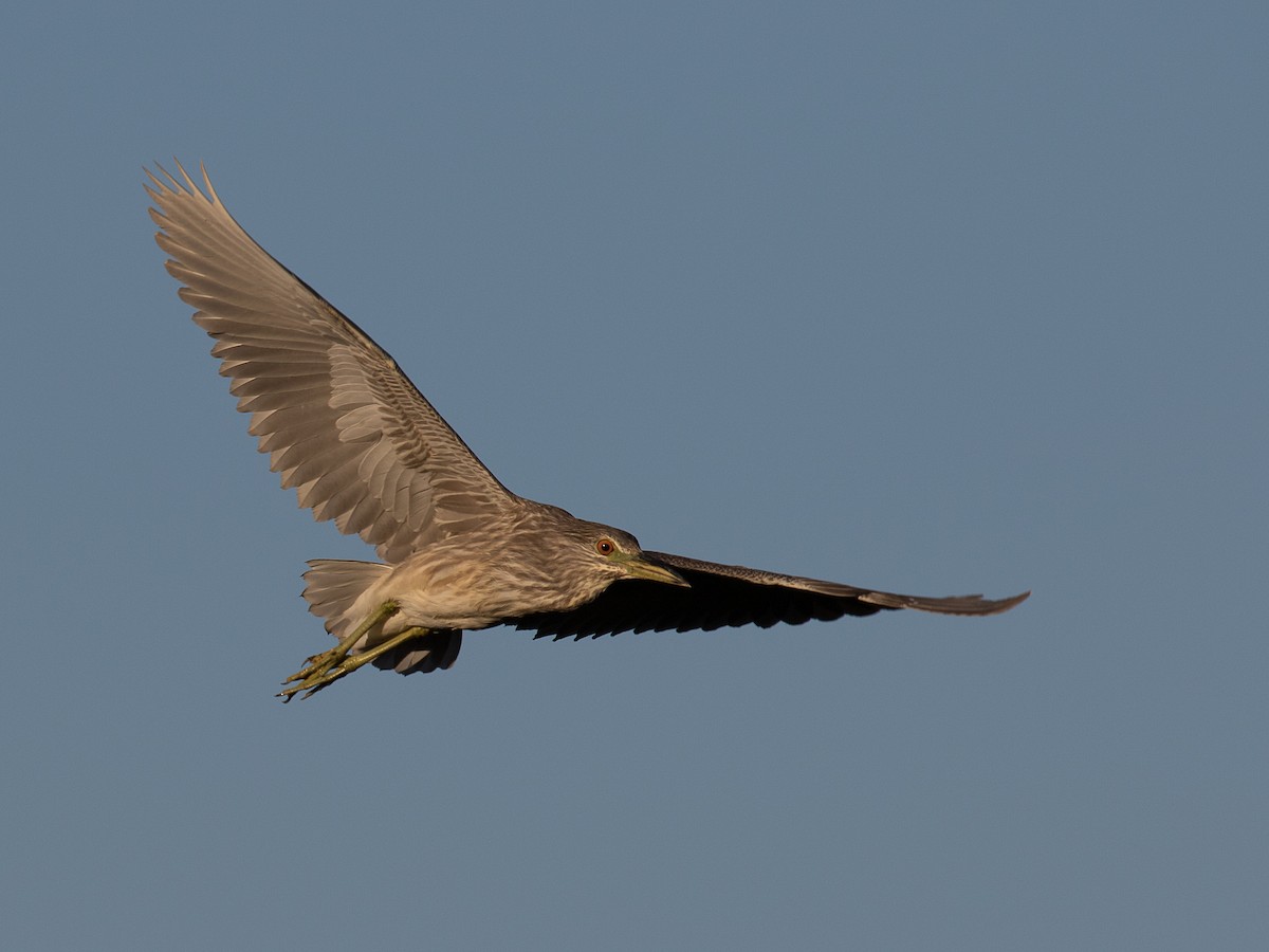 Black-crowned Night Heron - Lynette Spence