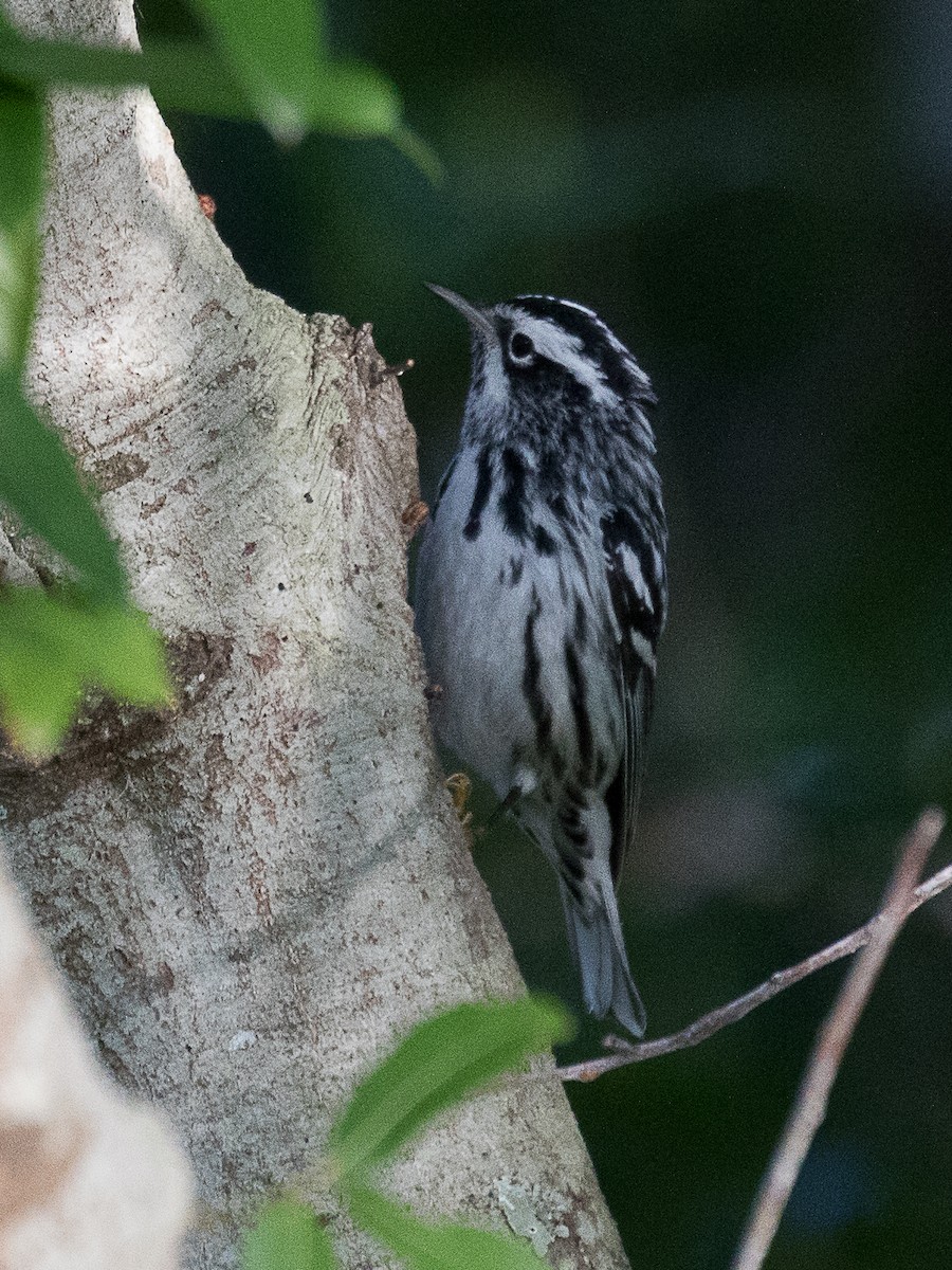 Black-and-white Warbler - ML94979411