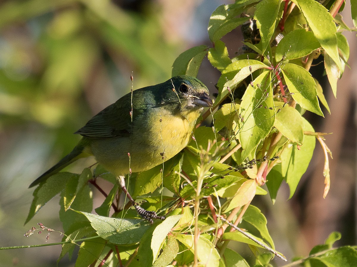 Painted Bunting - ML94979701