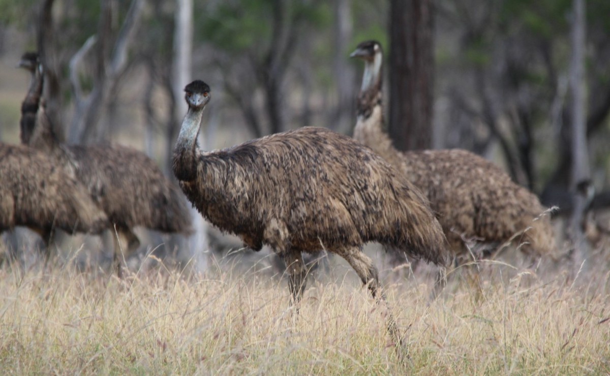 Emu - Magen Pettit