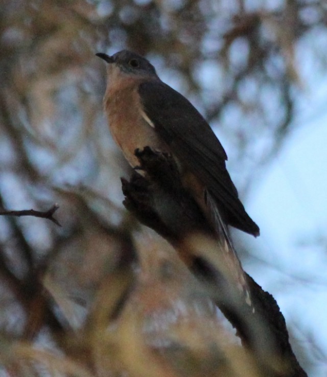 Fan-tailed Cuckoo - ML94980241