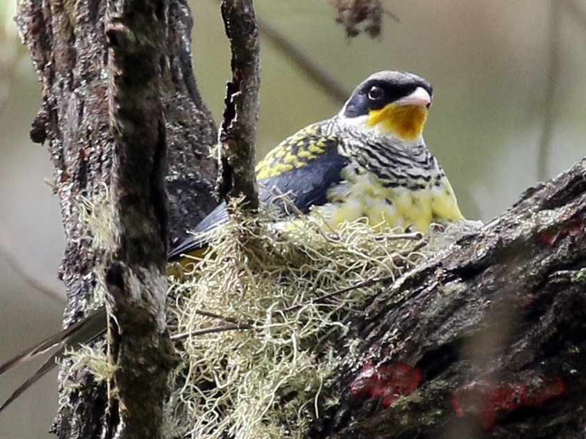 Swallow-tailed Cotinga - Charlotte Byers