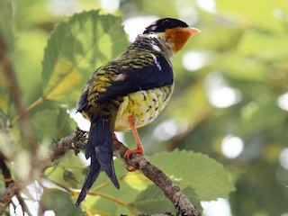 成鳥 (Swallow-tailed) - Rick Folkening - ML94980321