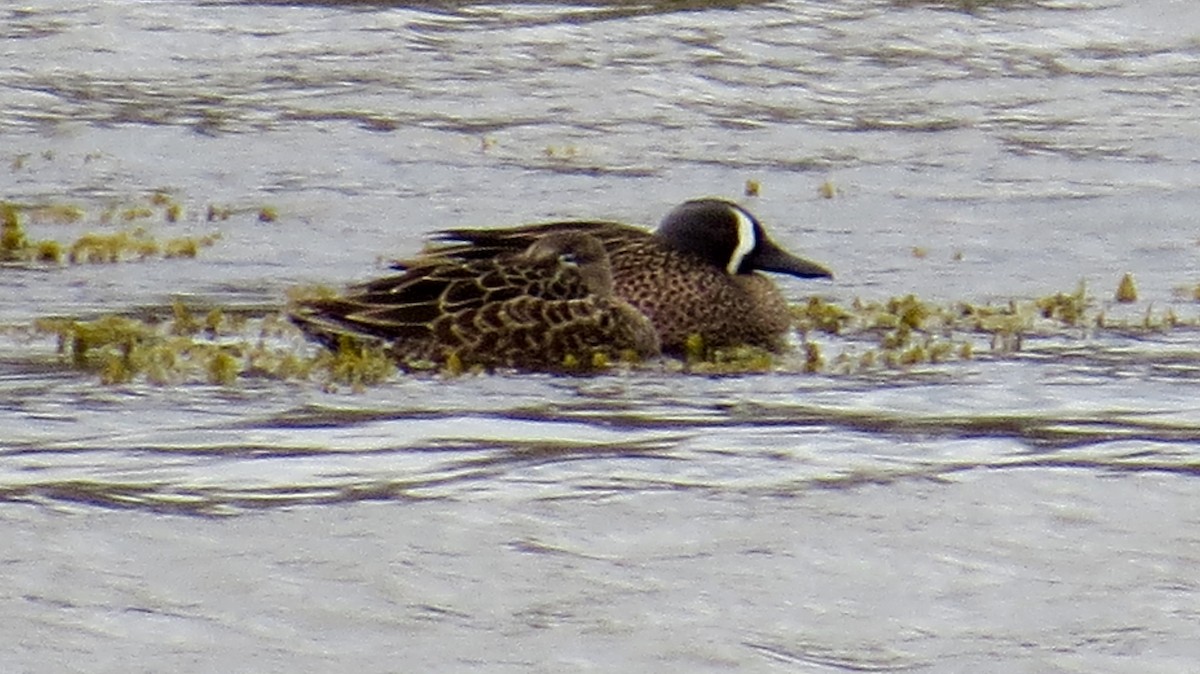 Blue-winged Teal - ML94980751