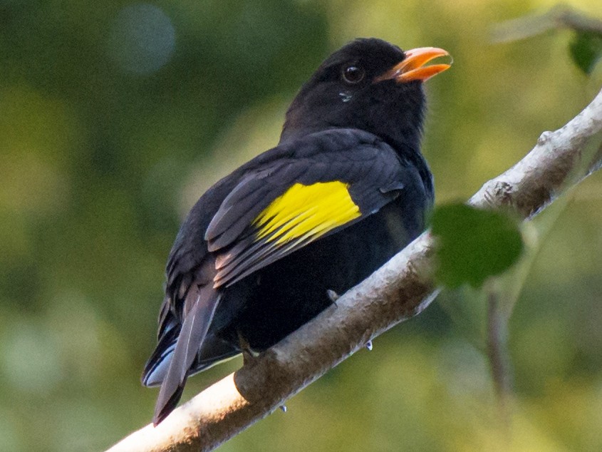 Black-and-gold Cotinga - Hudson - BirdsRio