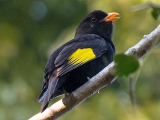  - Black-and-gold Cotinga