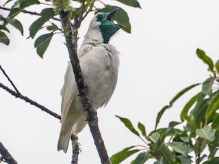 นกเพศผู้เต็มวัย - Joao Quental JQuental - ML94982491