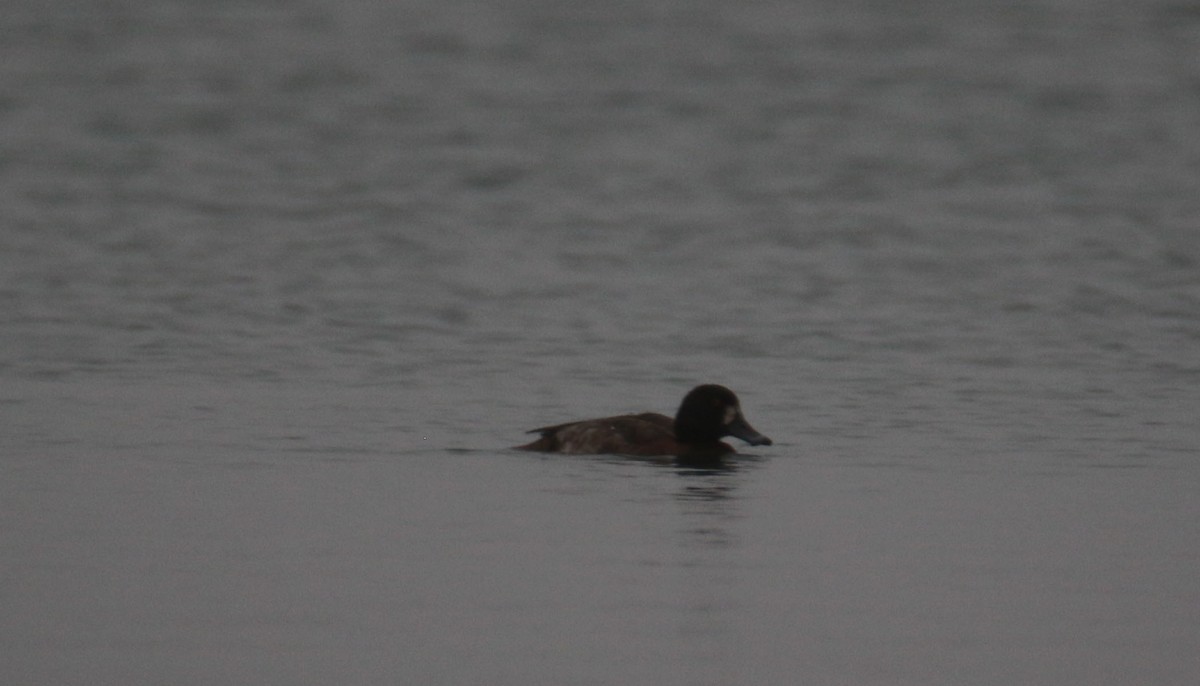 Greater Scaup - Bryan Tarbox