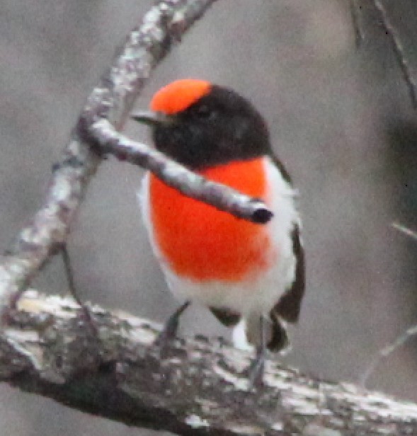 Red-capped Robin - Magen Pettit
