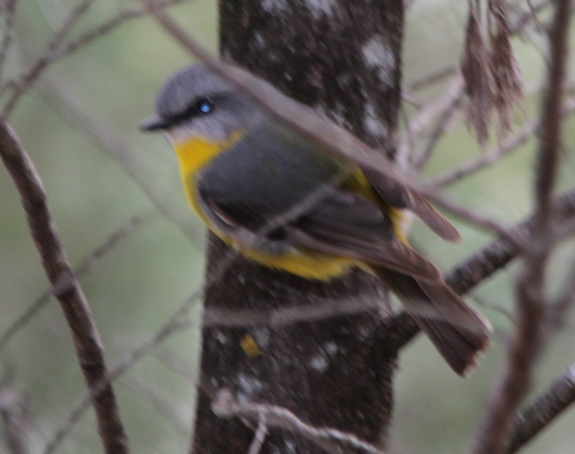 Eastern Yellow Robin - Magen Pettit