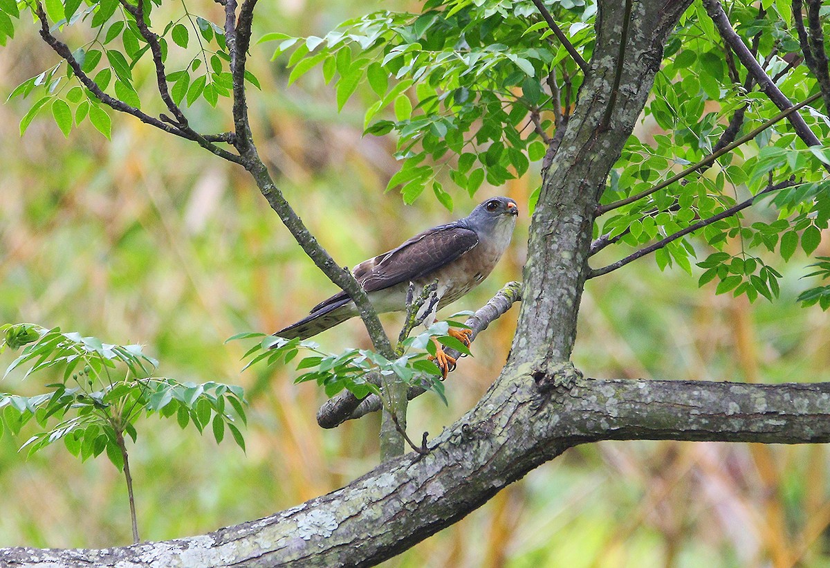 Chinese Sparrowhawk - ML94984631