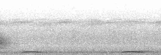 holub tonžský - ML94986