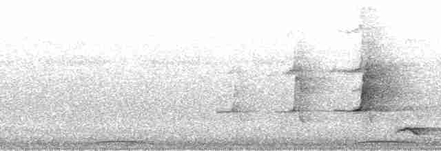 holub tonžský - ML94988