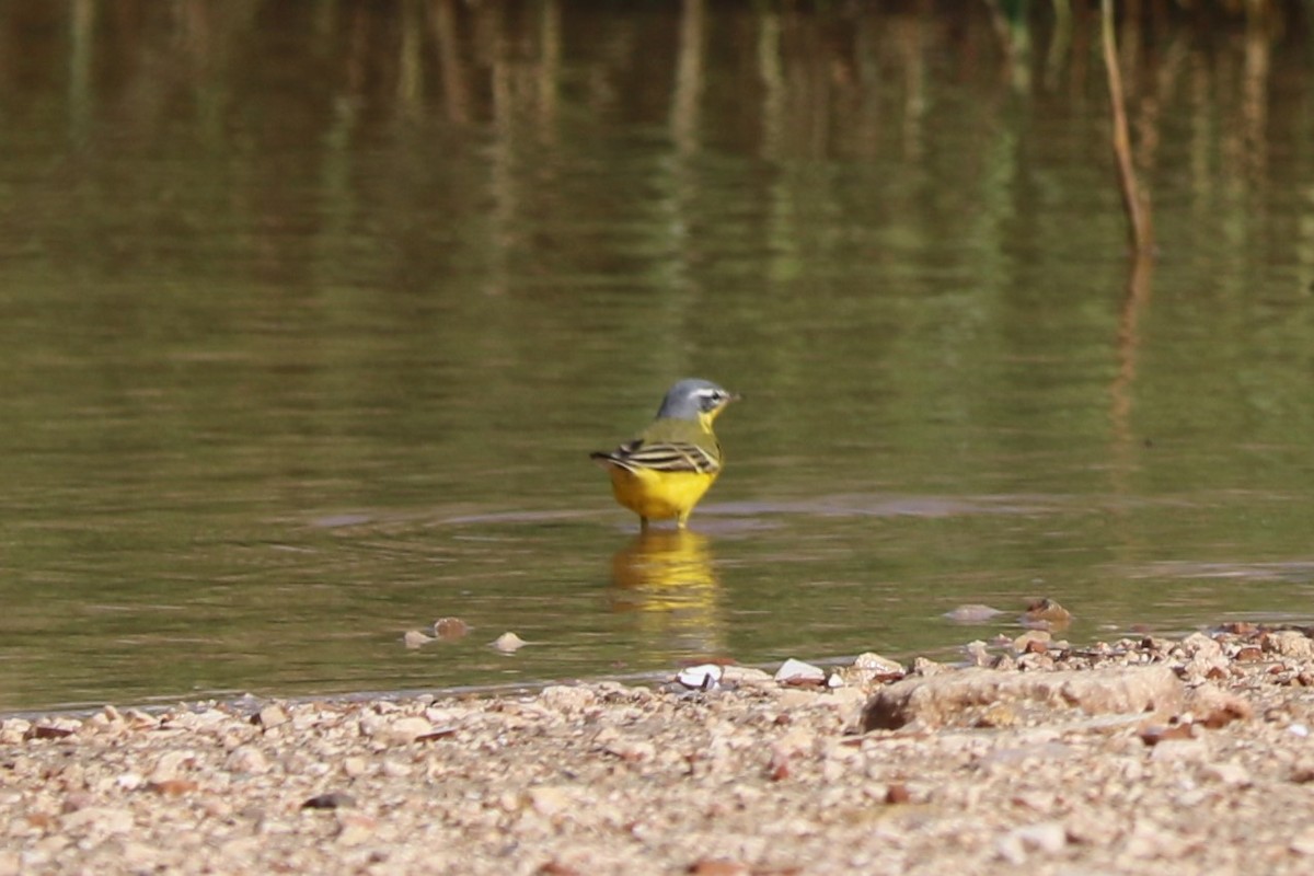 Western Yellow Wagtail (flava) - Michael Maltby