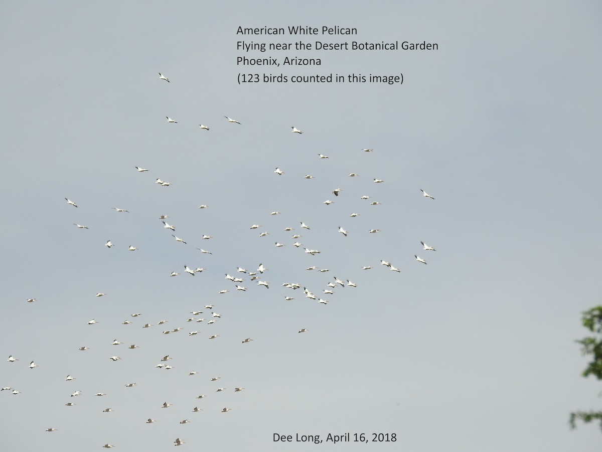 American White Pelican - Diana Herron