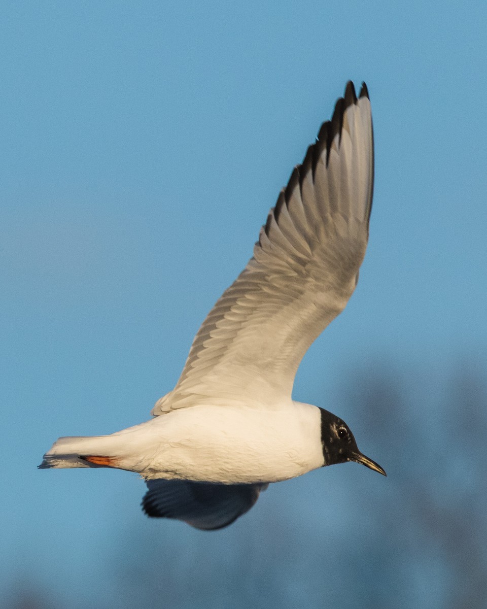 Bonaparte's Gull - Kenny Younger