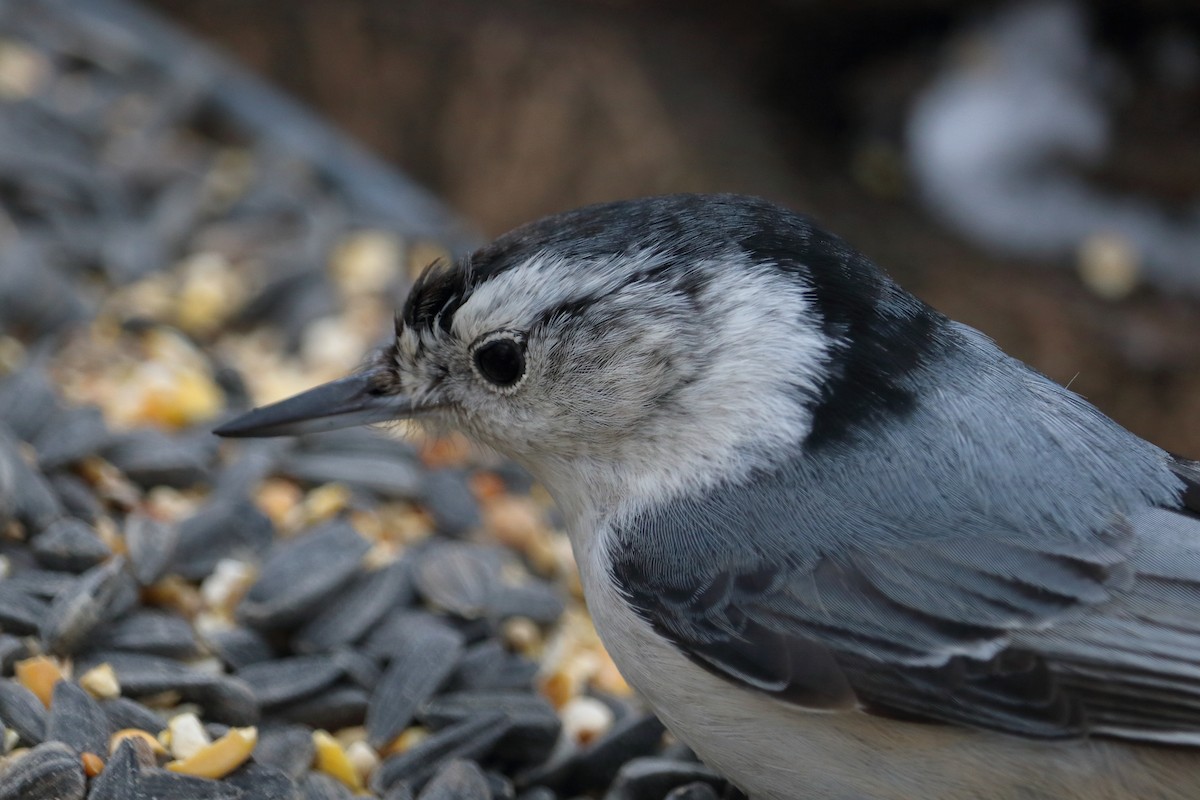 White-breasted Nuthatch - ML94991751