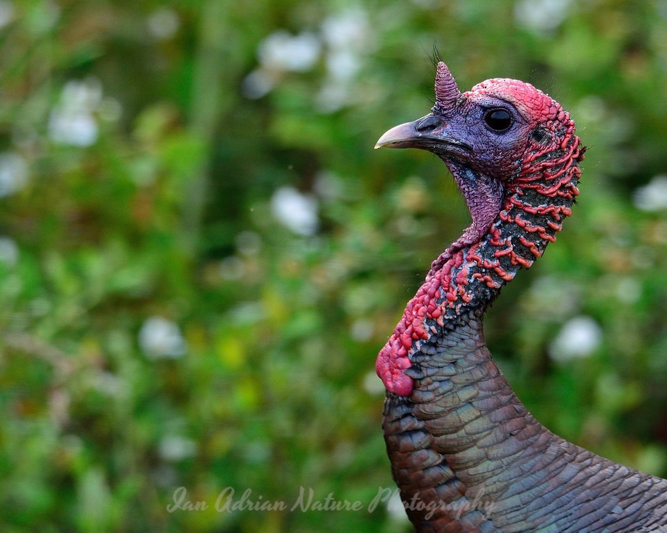 Wild Turkey - Ian Adrian