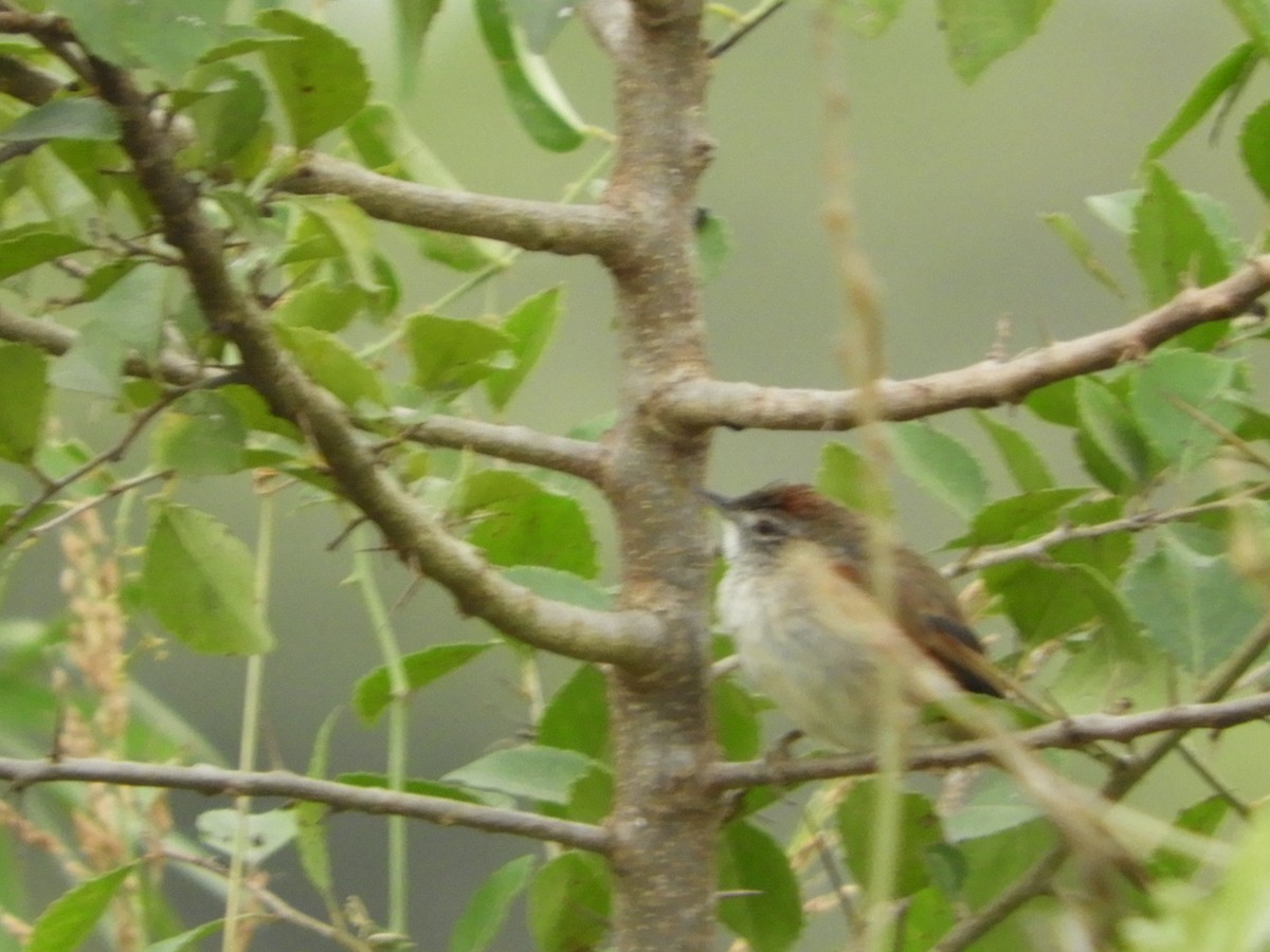 Pale-breasted Spinetail - Silvia Enggist